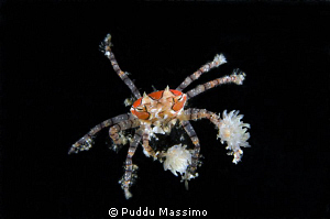 boxer crab,nikon d2x 60 mm macro by Puddu Massimo 